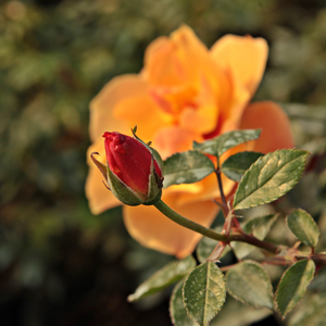Rosa  Persian Sun - narančasta - floribunda ruže
